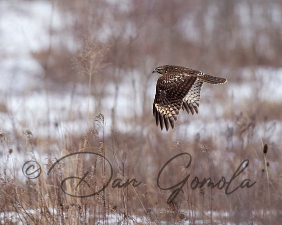 Red-shouldered Hawk
