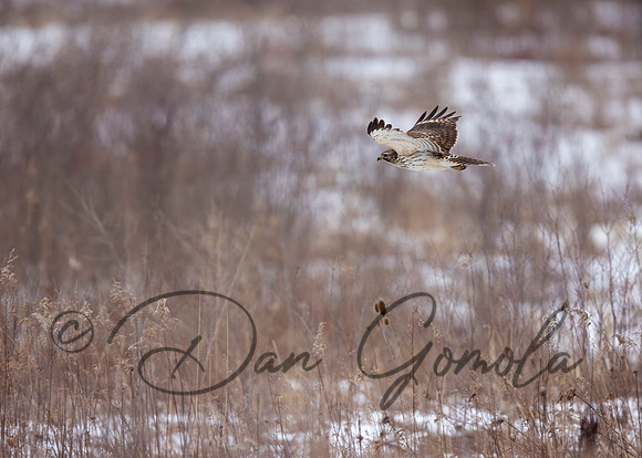 Red-shouldered Hawk