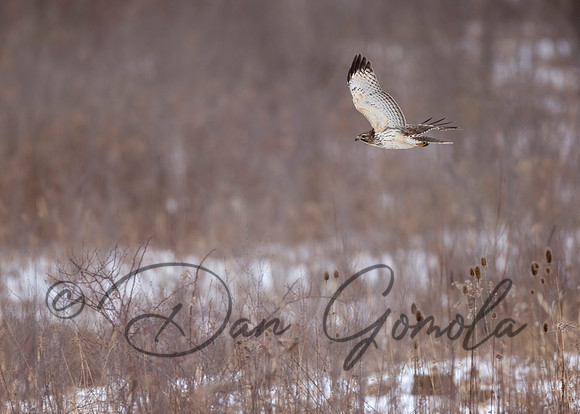 Red-shouldered Hawk