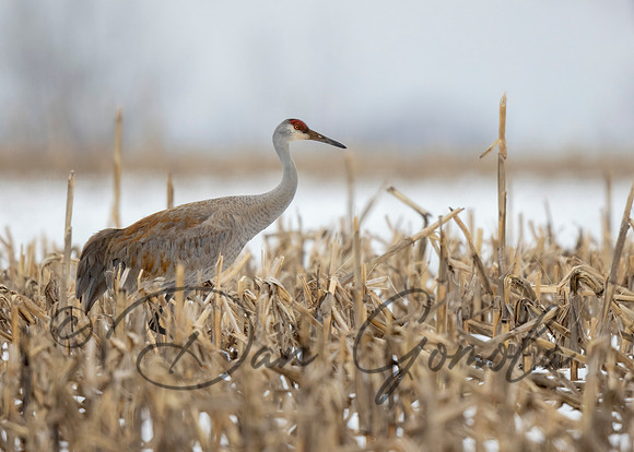 Sandhill Crane