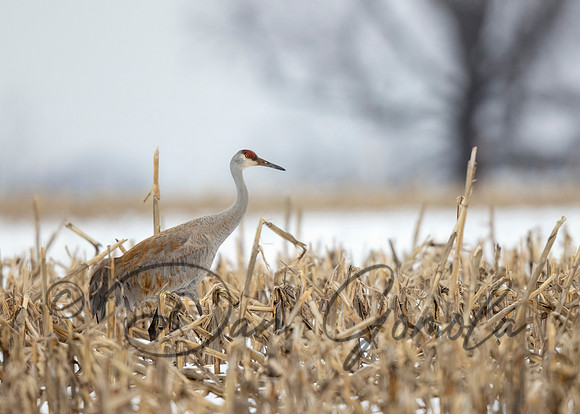 Sandhill Crane