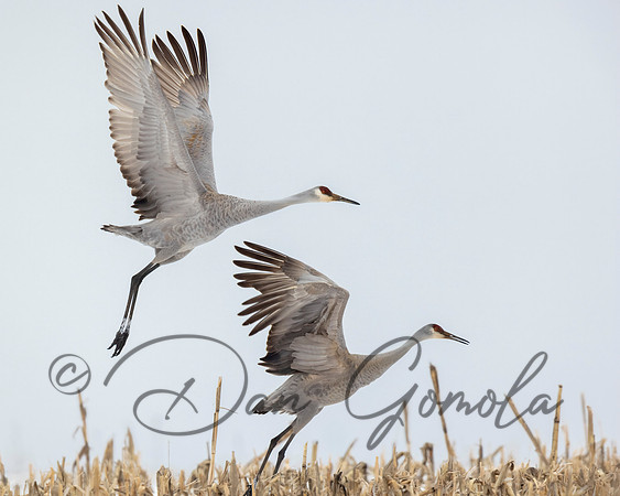 Sandhill Crane