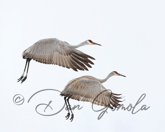 Sandhill Crane