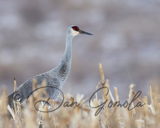 Sandhill Crane