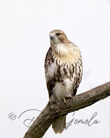 Red-tailed Hawk
