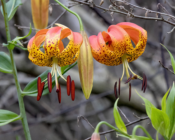 Turks-cap Lily