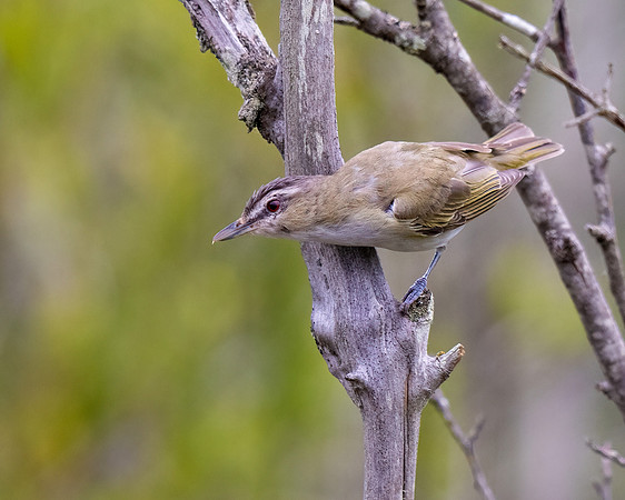 Red-eyed Vireo