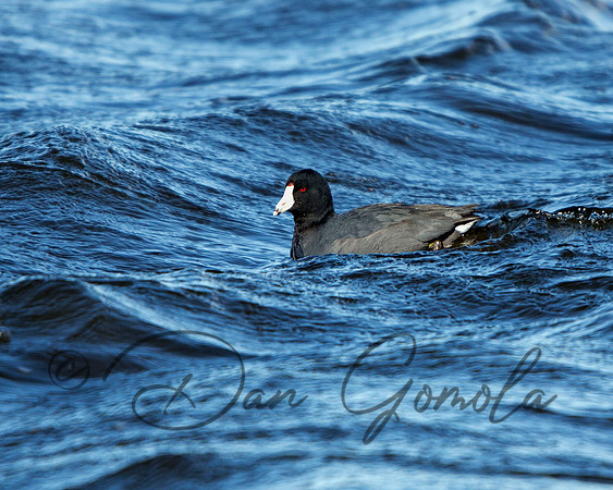 American Coot