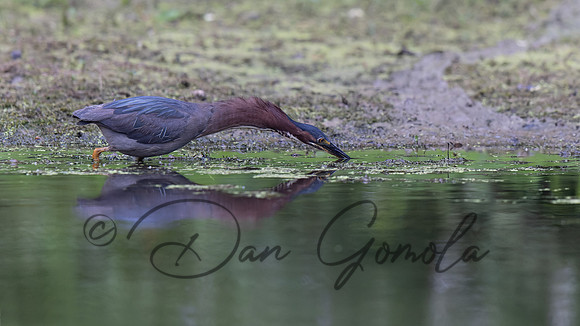 Green Heron