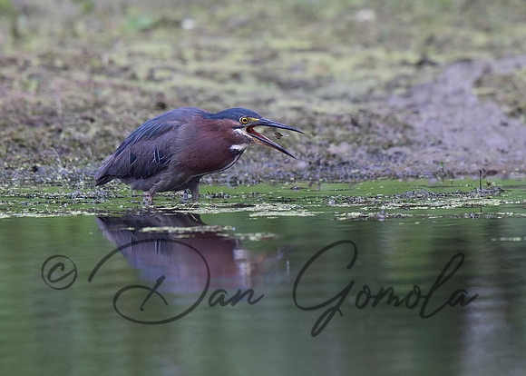 Green Heron