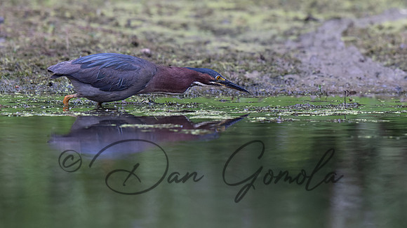 Green Heron