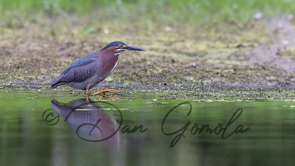 Green Heron