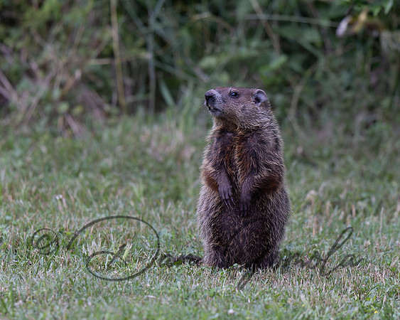 Ground Hog