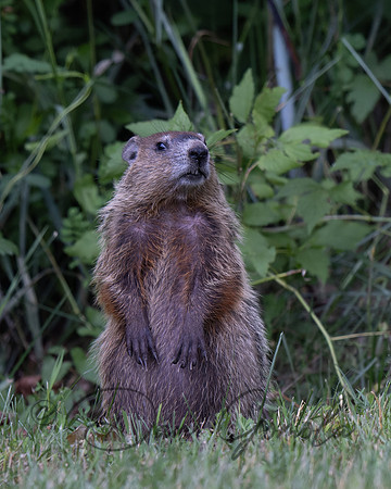 Ground Hog