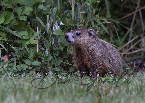 Ground Hog