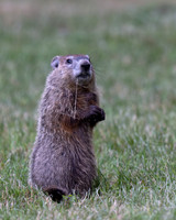 Ground Hog