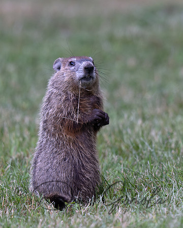 Ground Hog