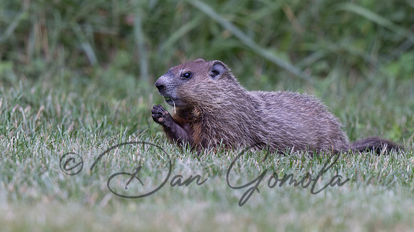 Ground Hog