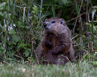 Ground Hog
