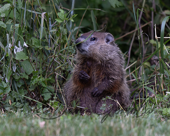 Ground Hog