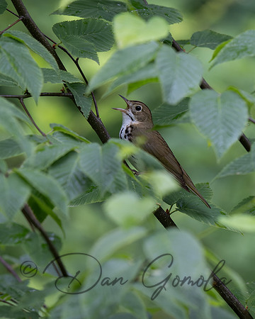 Ovenbird