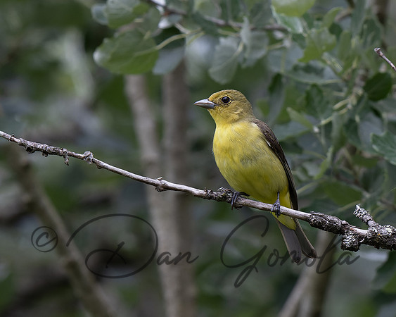 Scarlet Tanager
