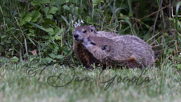 Ground Hog