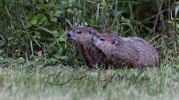 Ground Hog