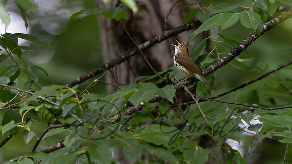 Ovenbird