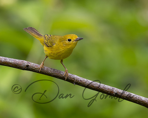 Yellow Warbler