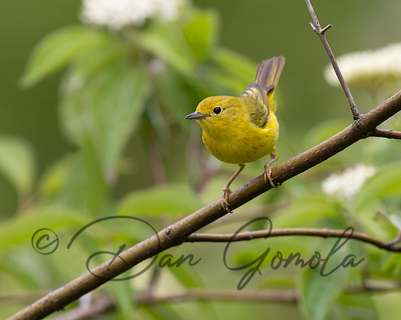 Yellow Warbler