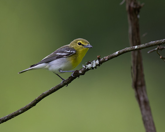 Yellow-throated Vireo