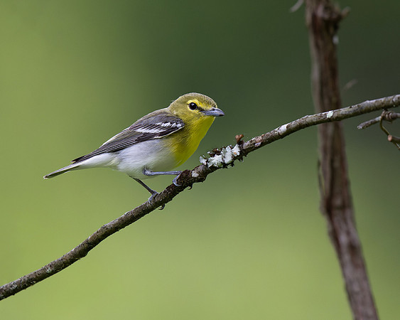 Yellow-throated Vireo
