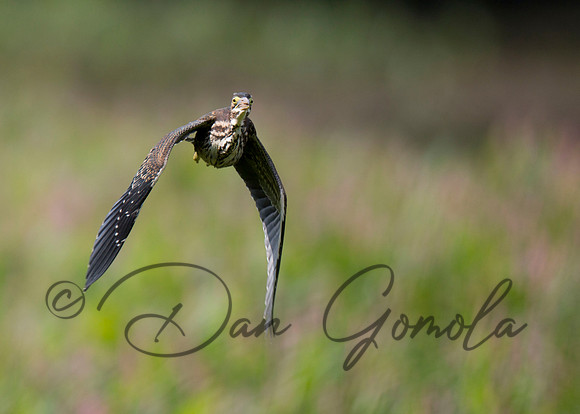 Green Heron