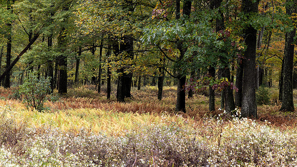 Moshannon State Forest