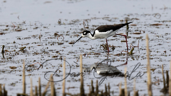 Black-necked Stilt