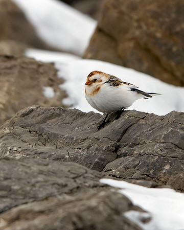 Snow Bunting