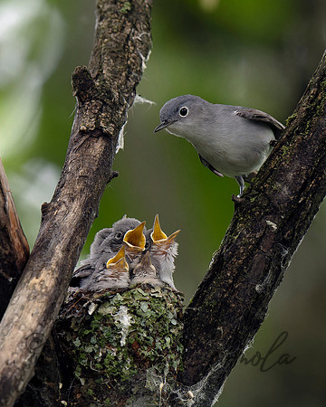 Blue-gray Gnatcatcher