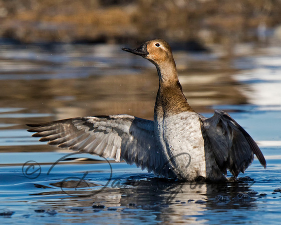 Canvasback