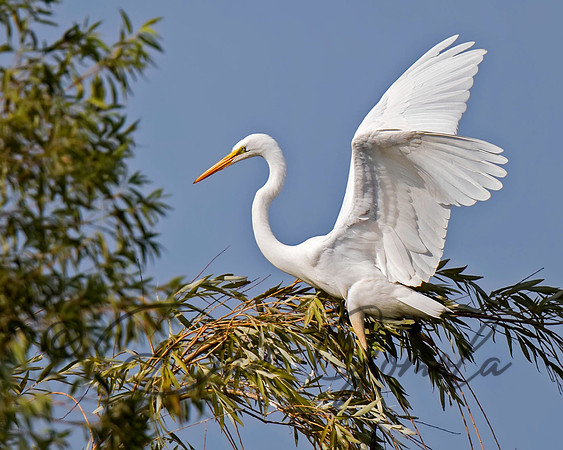 Great Egret