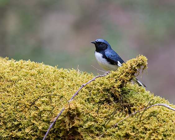 Black-throated Blue Warbler