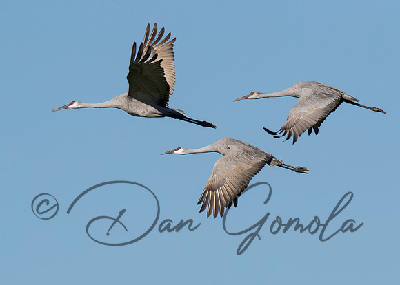 Sandhill Crane