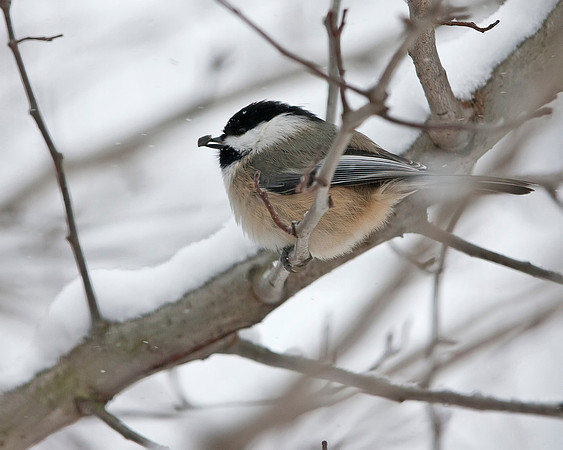 Black-capped Chickadee