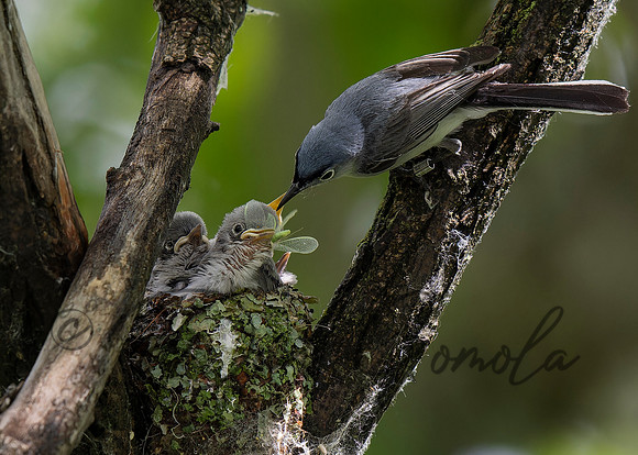 Blue-gray Gnatcatcher