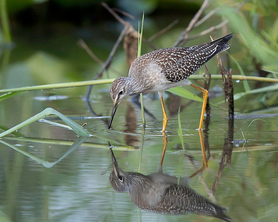 Lesser Yellowlegs