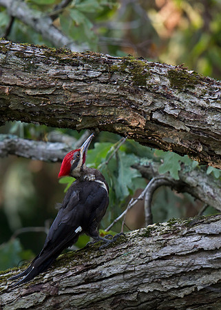 Pileated Woodpecker