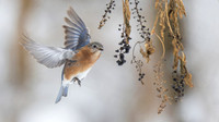 Eastern Bluebird