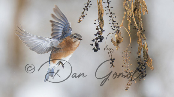 Eastern Bluebird
