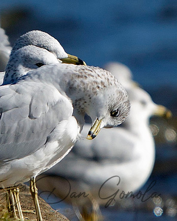 Ring-billed Gull