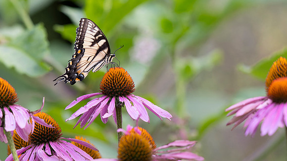 Eastern Tiger Swallowtail Butterfly